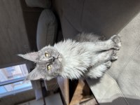 Polydactyly Maine Coon