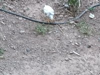 Güzel civcivler 3 aylık