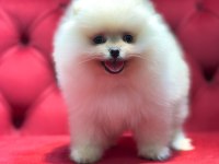 Ayı surat pomeranian boo