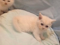 Dünya Güzelleri british shorthair Yeni Yuvasını Arıyor