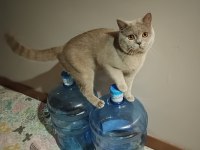 British shorthair oğlumuz by numan