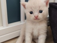 British shorthair tuvalet eğitimli
