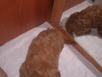 Toy poodle köpeği