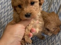 Erkek apricot toy poodle
