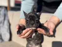 HASKAN FRENCH BULLDOG YAVRULARIMIZI SAHİPLENDİRİYORUZ