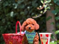 Orjinal Toy Poodle Yavrularımız