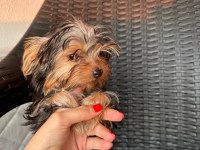 Teacup yorkshire terrier