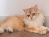 British Longhair 5 Aylık Ny12 Erkek