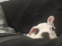 French bulldog (Korsan)