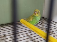 Merhaba yeme düşmüş ele alıştırmaya hazır kuşlar