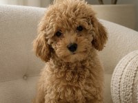 Orijinal Maltipoo Bebekler