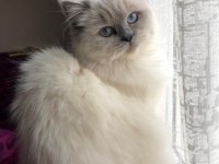 Ücretsiz Sahiplendirme British Longhair
