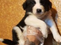 Elit Patiler Farkıyla Border Collie Yavrular