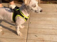 Terrier maltese kız güzel sakın çocuklara düşkün