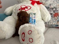 Kendi kızımın yavruları orjinal Red Poodle Yer Antalya