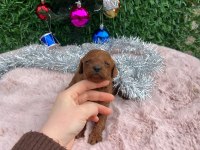 Toy poodle bebekler