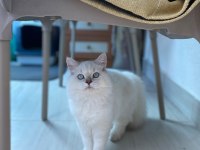 5 aylık dişi british longhair