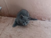 70 günlük british shorthair dişi yavru