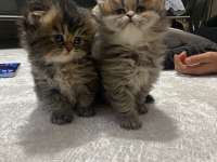 Anne İran , Baba British shorthair golden