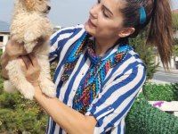 Şeker Bebek Maltipoo Senin Olsun!