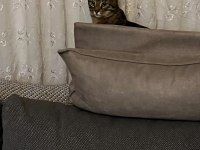 Tekir kedimiz Nemo için aile arıyoruz