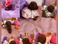 Canım poodle kızımın çocukları darkbrown