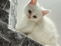 Beyaz Browni Yavrular British Shorthair