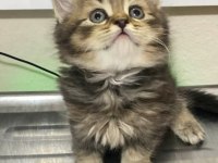 55 günlük British Longhair dişi ve erkek yavrular
