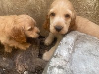 Cocker Yavruları