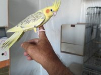 Ele Alıştırmalık Sultan Papağanı