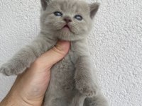 British shorthair Kedisi