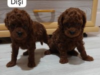 Toy Korean Poodle
