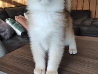 British Shorthair Golden shaded Ny11 Erkek yavru