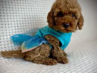 TOY POODLE YAVRULARI