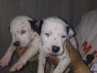 Dalmaçyalı yavru köpekler