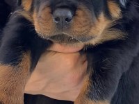 %100 safkan rottweiler yavrular