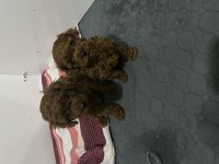 Mükemmel Toy Poodle