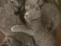 British shorthair ve british longhair yavrular Ankara
