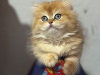 Erkek British Longhair