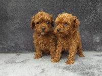 Toy poodle tatlı erkek minnaklar ruhsatlı çiftlik