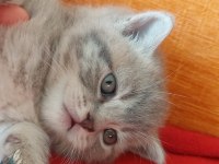 British shorthair 2 aylık