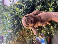 Orijinal toy Poodle yavrularımız