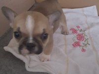 1 Aylık Erkek Orijinal Fransız Bulldogu (Yavru)