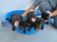 Cane corso geldi güzel