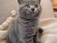 British shorthair sevımlı cocuklar gri senı beklıyo