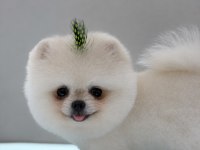 Pomeranıan Boo Bebeğim