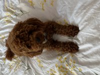 Toy poodle köpeği trabzon