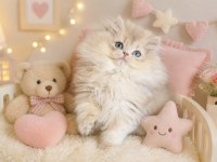 Safkan British Longhair Blue Golden