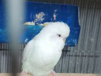 Albino takım muhabbet kuşu beyaz