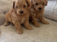 Teacup maltipoo köpekler